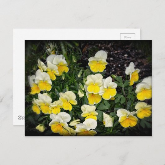 Schöne, gelbe Stiefmütterchen Postkarte (Vorne/Hinten)