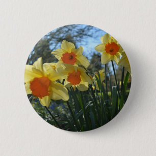 Schöne gelbe und orange Frühlingsnarzissenblumen Button