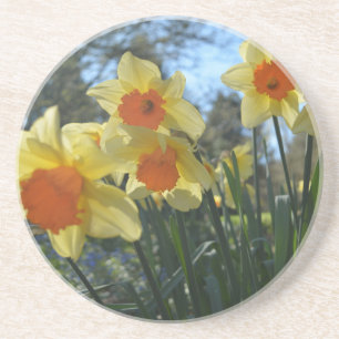 Schöne gelbe und orange Frühlingsnarzissenblumen Getränkeuntersetzer
