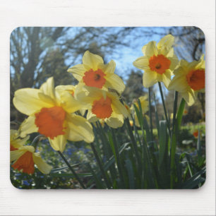 Schöne gelbe und orange Frühlingsnarzissenblumen Mousepad