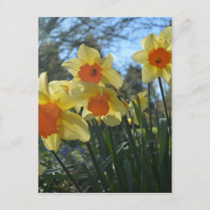 Schöne gelbe und orange Frühlingsnarzissenblumen Postkarte