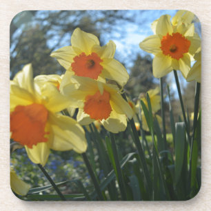 Schöne gelbe und orange Frühlingsnarzissenblumen Untersetzer