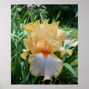 Schöne gelbe und weiße Iris-Blumen-Foto Poster