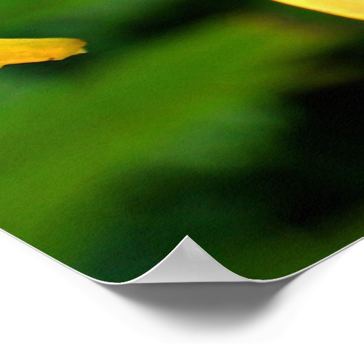 Schöne Gelblilie Poster (Ecke)