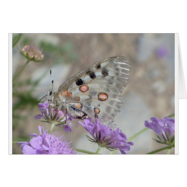 Schöne Gepunktete Butterfly (Vorderseite (Horizontal))