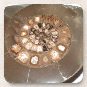 Schöne, geteilte Dactylioceras-Mammnitel Fossil Untersetzer