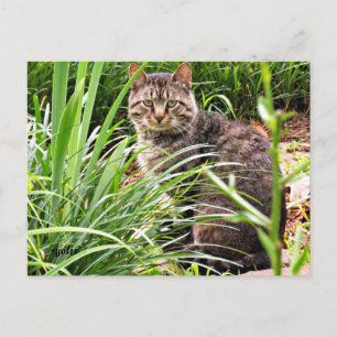 Schöne getigerte Katze im Grasgarten Foto-Postkart Postkarte