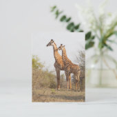 Schöne Giraffe Naturfotografie Postkarte (Stehend Vorderseite)