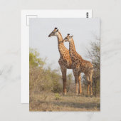Schöne Giraffe Naturfotografie Postkarte (Vorne/Hinten)