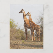 Schöne Giraffe Naturfotografie