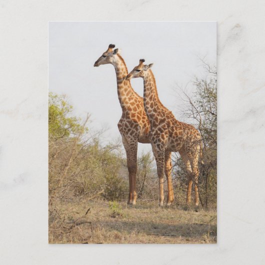 Schöne Giraffe Naturfotografie Postkarte (Vorderseite)