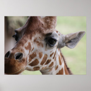 Schöne Giraffe Poster