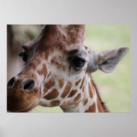 Schöne Giraffe Poster (Vorne)