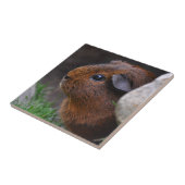 Schöne, glatte, goldene Agouti-Guinea Fliese (Seite)