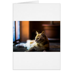 Schöne Golden Kitty Cat