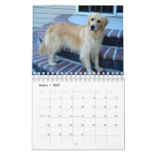 Schöne Golden Retrievers Kalender (Mär 2027)