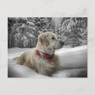 Schöne Goldene Retriever im Schnee Postkarte