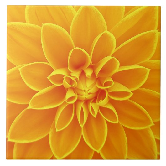 schöne goldgelbe Dahlia Blume farbenfroh Fliese (Vorderseite)