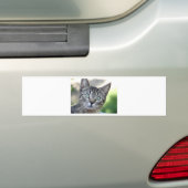 Schöne Grau Kitten mit atemberaubenden Augen Autoaufkleber (Auf Auto)