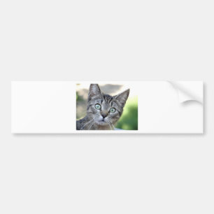 Schöne Grau Kitten mit atemberaubenden Augen Autoaufkleber