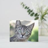 Schöne Grau Kitten mit atemberaubenden Augen Postkarte (Stehend Vorderseite)