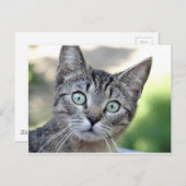 Schöne Grau Kitten mit atemberaubenden Augen Postkarte (Vorne/Hinten)