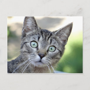 Schöne Grau Kitten mit atemberaubenden Augen Postkarte