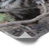 Schöne graue Eule Poster (Ecke)