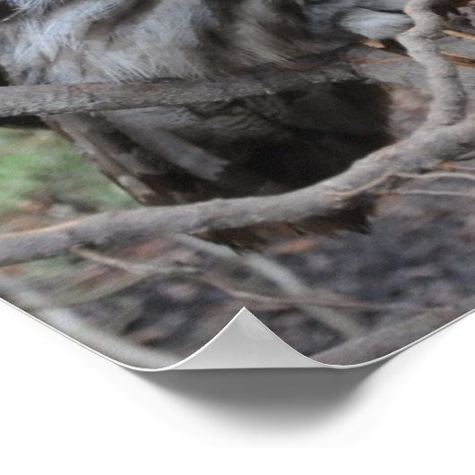 Schöne graue Eule Poster (Ecke)