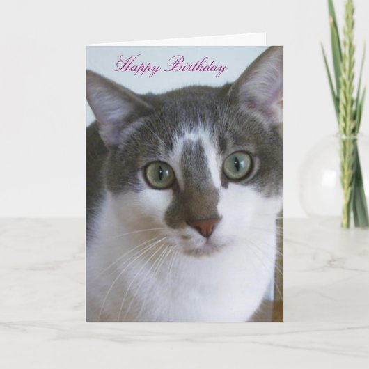 Schöne graue und weiße Katze zum Geburtstag Karte (Vorderseite)