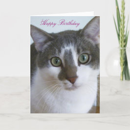 Schöne graue und weiße Katze zum Geburtstag Karte