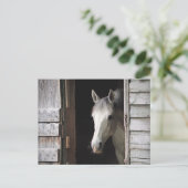 Schöne Gray Mare Horse Postkarte (Stehend Vorderseite)
