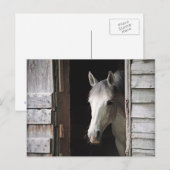 Schöne Gray Mare Horse Postkarte (Vorne/Hinten)