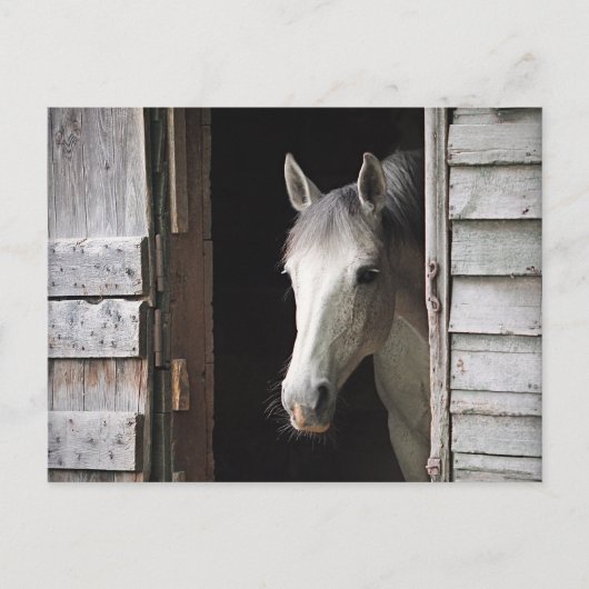 Schöne Gray Mare Horse Postkarte (Vorderseite)