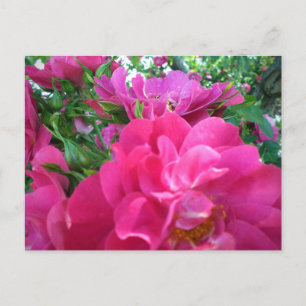 Schöne große rosa Rosen Garten Blumen Postkarte