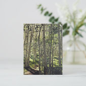 Schöne Grove der Aspen Bäume in Crested Butte Postkarte (Stehend Vorderseite)