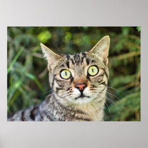 Schöne grün-mit Augen-graue Tabby-Katze nah-up Poster