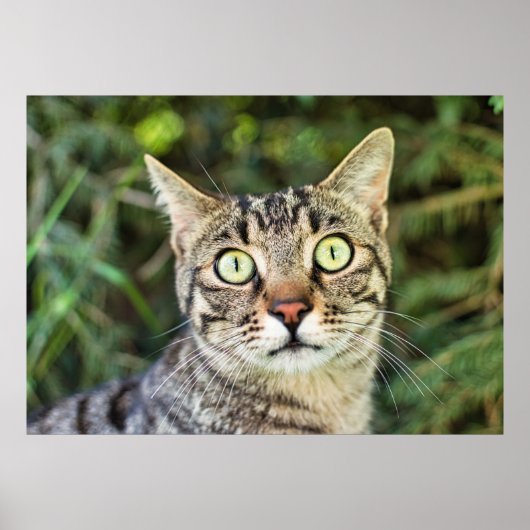 Schöne grün-mit Augen-graue Tabby-Katze nah-up Poster (Vorne)