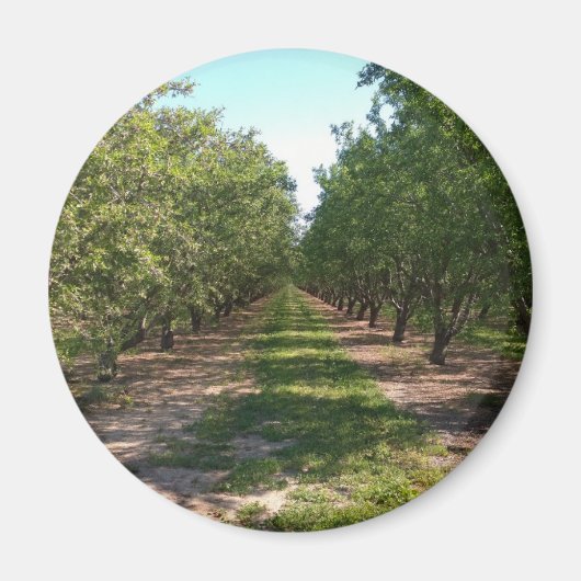 Schöne grüne, endlose Orchard-Rose Magnet (Vorne)