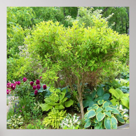 Schöne Grüne Gartenlandschaft mit Hostas Poster (Vorne)