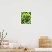 Schöne Grüne Gartenlandschaft mit Hostas Poster (Küche)