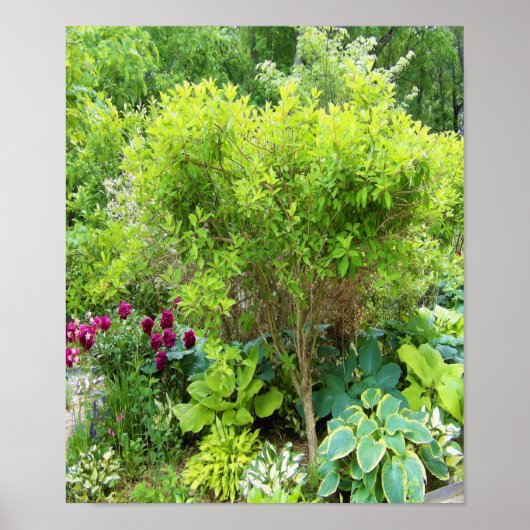 Schöne Grüne Gartenlandschaft mit Hostas Poster (Vorne)