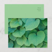 Schöne grüne, herzförmige Blätter Natur Foto Postkarte (Vorne/Hinten)