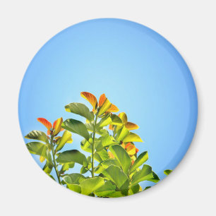 schöne grüne und orangefarbene Pflanze mit einer k Magnet