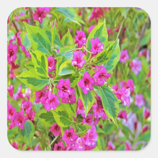 Schöne Grüne Weigela mit Crimson-Blume Quadratischer Aufkleber (Vorderseite)