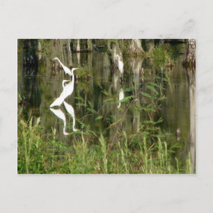 Schöne Gruppe von Louisiana Herons, die Nahrung fi Postkarte
