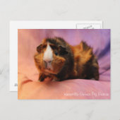 Schöne Guinea Schweinekarte Postkarte (Vorne/Hinten)