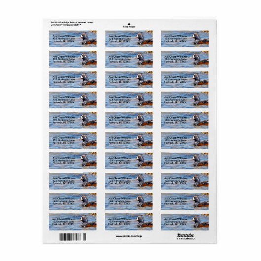 Schöne Harlequin-Ente am Felsen (Vorne)