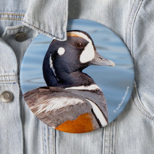 Schöne Harlequin-Ente am Felsen Button (Beispiel)