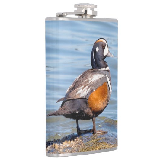 Schöne Harlequin-Ente am Felsen Flachmann (Rechts)